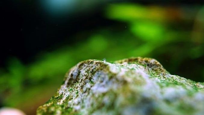 觀賞魚缸照明燈可以一直開著嗎（觀賞魚缸照明燈一直開著好嗎？）