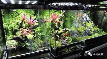 海缸純魚缸造景方法（養(yǎng)魚新手入門指南：海缸與純魚缸的造景方法）