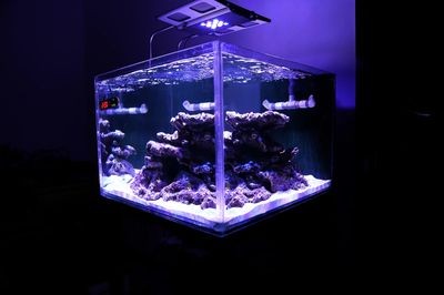 海缸純魚缸造景方法（養(yǎng)魚新手入門指南：海缸與純魚缸的造景方法）