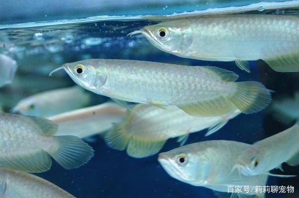 防止龍魚打架放什么魚（如何避免龍魚打架）