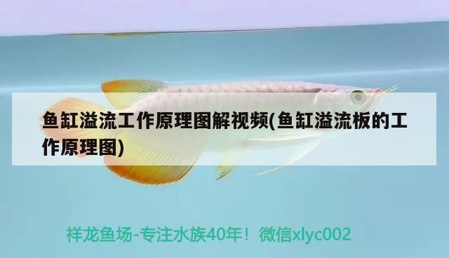 龍魚哪個品種最好最貴多少錢：金龍魚與紅龍魚的區(qū)別