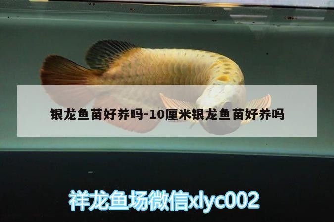 銀龍魚苗好養嗎:10厘米銀龍魚苗好養嗎