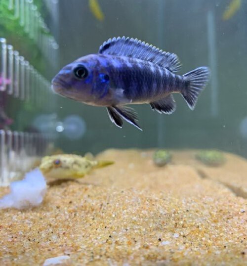 三湖慈鯛能長多大
