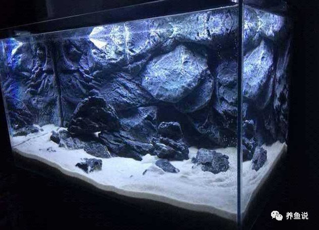 三湖慈鯛能長多大