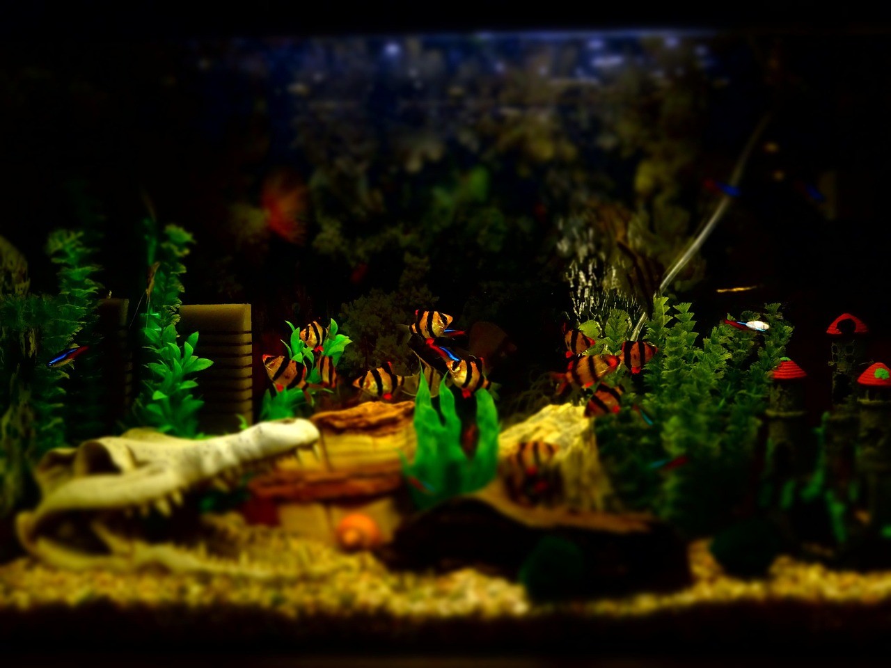 銀龍魚吃太多了能行嗎（銀龍魚會不會吃小魚）