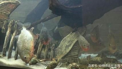 怎么養好紅龍魚：喂養魚龍蝦幼崽需要考慮其飲食習性和生長階段的詳細步驟和注意事項