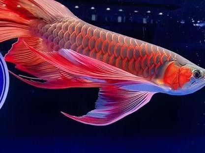 長城杯龍魚冠軍