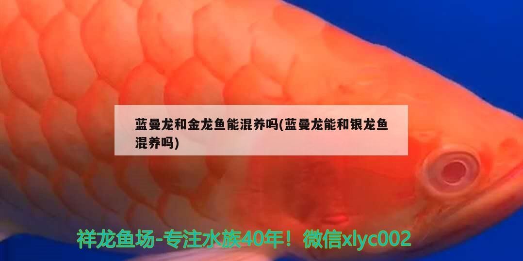 藍曼龍和金龍魚能混養嗎(藍曼龍能和銀龍魚混養嗎)