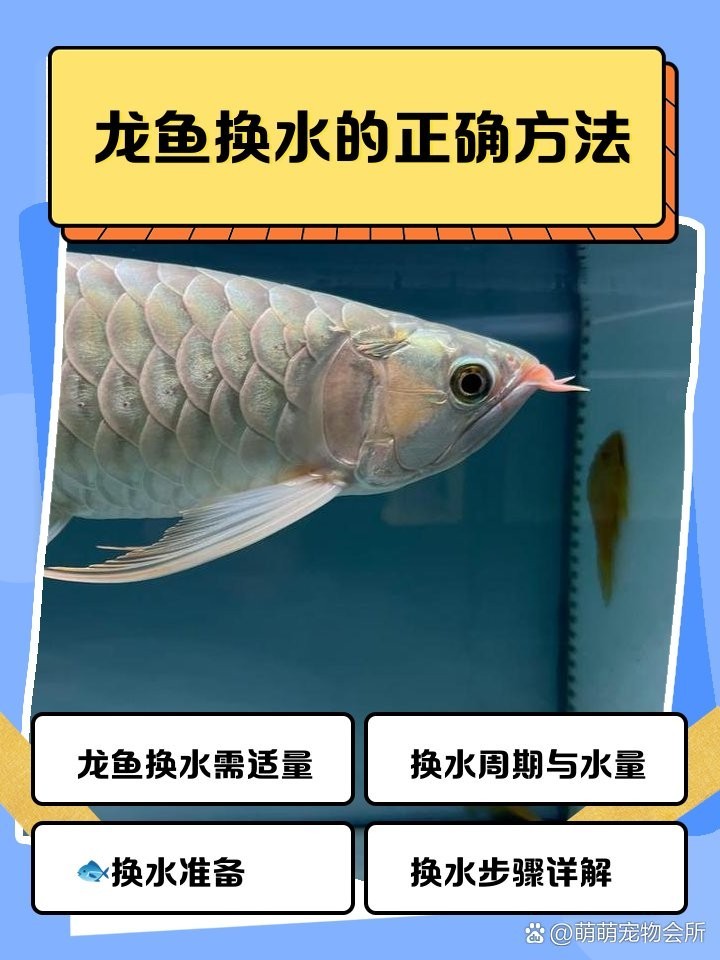 龍魚恢復期間需要換水嗎？