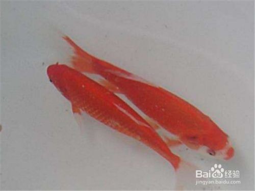 紅鯉魚魚缸容易臟是由以下幾個(gè)原因造成的：針對(duì)以上問題：紅鯉魚魚缸容易臟可能是由以下幾個(gè)原因造成的：針對(duì)以上問題