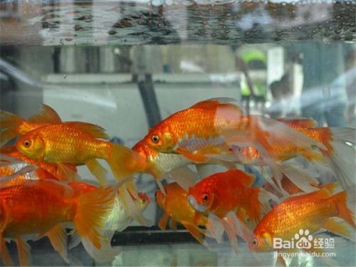 紅鯉魚魚缸容易臟是由以下幾個(gè)原因造成的：針對(duì)以上問題：紅鯉魚魚缸容易臟可能是由以下幾個(gè)原因造成的：針對(duì)以上問題