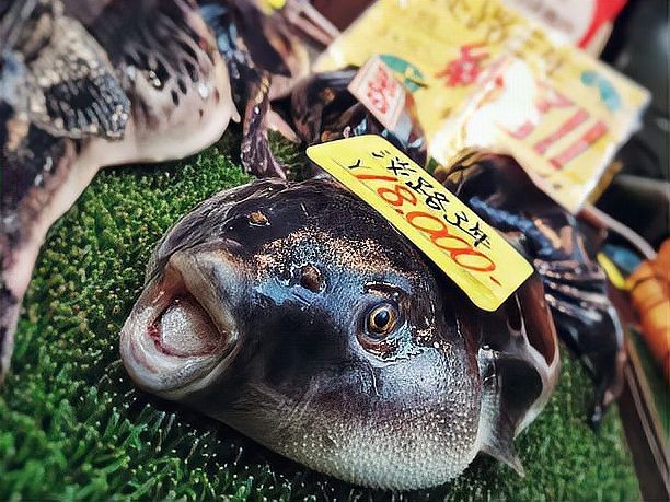 福魚是什么意思