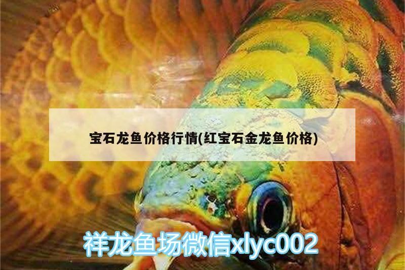銀龍魚鱗上長小疙瘩，銀龍魚魚鱗上有白點