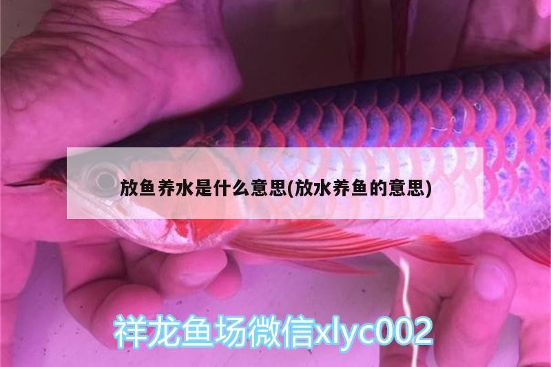 銀龍魚鱗上長小疙瘩，銀龍魚魚鱗上有白點