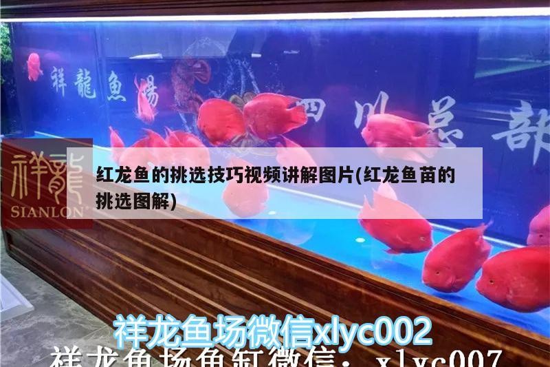 銀龍魚鱗上長(zhǎng)小疙瘩，銀龍魚魚鱗上有白點(diǎn)