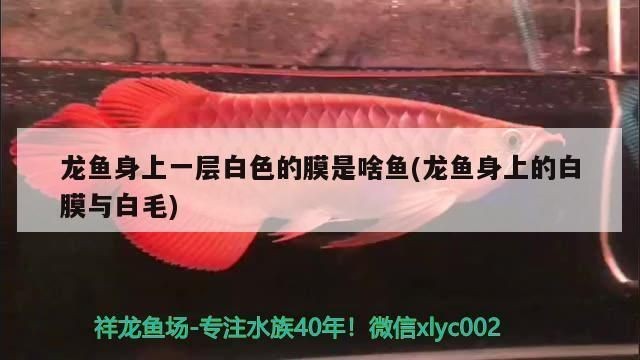 龍魚身上的白膜與白毛一樣嗎:龍魚身上的白膜與白毛并不一樣,處理方法是不一樣的 龍魚百科 第1張 龍魚身上的白膜與白毛一樣嗎:龍魚身上的白膜與白毛并不一樣,處理方法是不一樣的 龍魚身上的白膜與白毛一樣嗎:龍魚身上的白膜與白毛并不一樣,處理方法是不一樣的 龍魚百科 第1張
