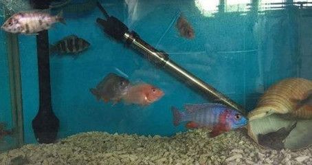 魚缸水質變白怎么辦：換水后魚缸出現乳白色沉淀物可能是多種因素引起的 魚缸水質變白怎么辦：換水后魚缸出現乳白色沉淀物可能是多種因素引起的 魚缸百科 第1張