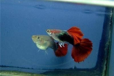 網上買的魚怎么入魚缸的水是自來水呢：將自來水直接倒入魚缸可能會導致水中溶解氧不足