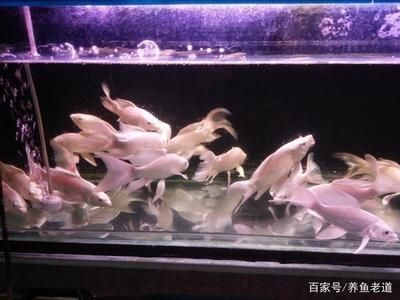 網上買的魚怎么入魚缸的水是自來水呢：將自來水直接倒入魚缸可能會導致水中溶解氧不足
