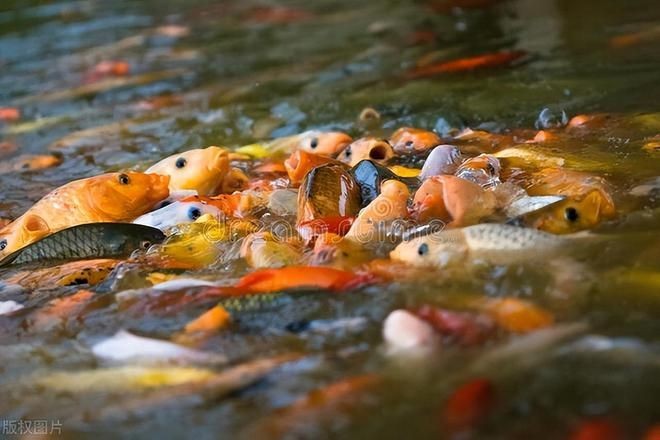 網上買的魚怎么入魚缸的水是自來水呢：將自來水直接倒入魚缸可能會導致水中溶解氧不足