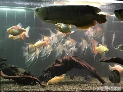 龍魚和埃及神仙混養好嗎：埃及神仙魚適宜的水質參數，如何控制魚缸內的水質平衡？