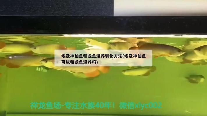 龍魚和埃及神仙混養好嗎：埃及神仙魚適宜的水質參數，如何控制魚缸內的水質平衡？