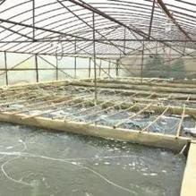 附近5公里批發(fā)魚苗