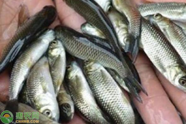 附近5公里批發(fā)魚苗