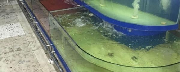 海鮮魚缸水渾濁怎么變清（海鮮魚缸水渾濁怎么變清海鮮魚缸水渾濁可以通過以下幾種方法解決） 海鮮魚缸水渾濁怎么變清（海鮮魚缸水渾濁怎么變清海鮮魚缸水渾濁可以通過以下幾種方法解決） 魚缸百科 第1張