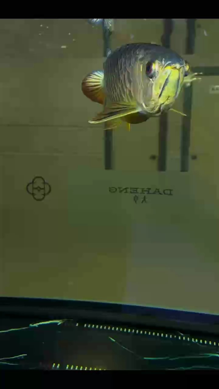 【賽級.藍底炮彈】