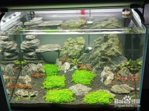 可以長在魚缸里的植物：幾種適合在魚缸中種植的植物