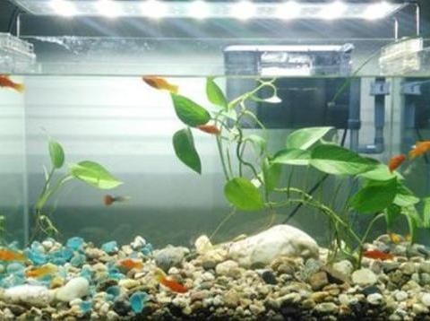 可以長在魚缸里的植物：幾種適合在魚缸中種植的植物