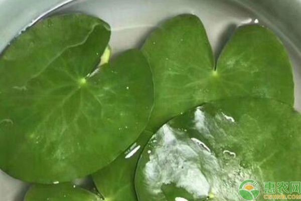 可以長在魚缸里的植物：幾種適合在魚缸中種植的植物