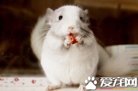 如何判斷龍貓是否喜歡吃主糧