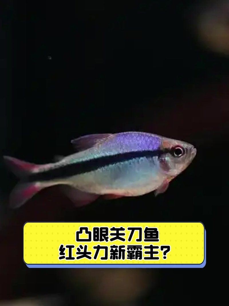 紅頭力關刀嘴欠嗎