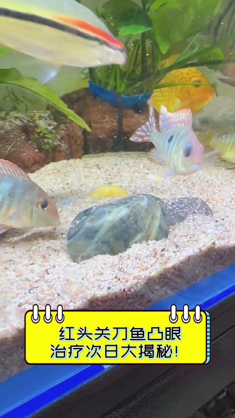 紅頭力關刀嘴欠嗎