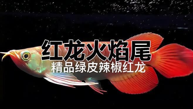 戰車紅龍魚