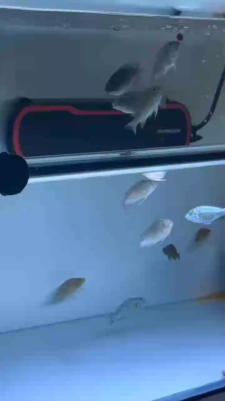 紅龍王苗子