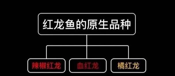 紅龍魚怎么養方法介紹圖片視頻