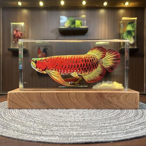 紅龍魚怎么養方法介紹圖片視頻