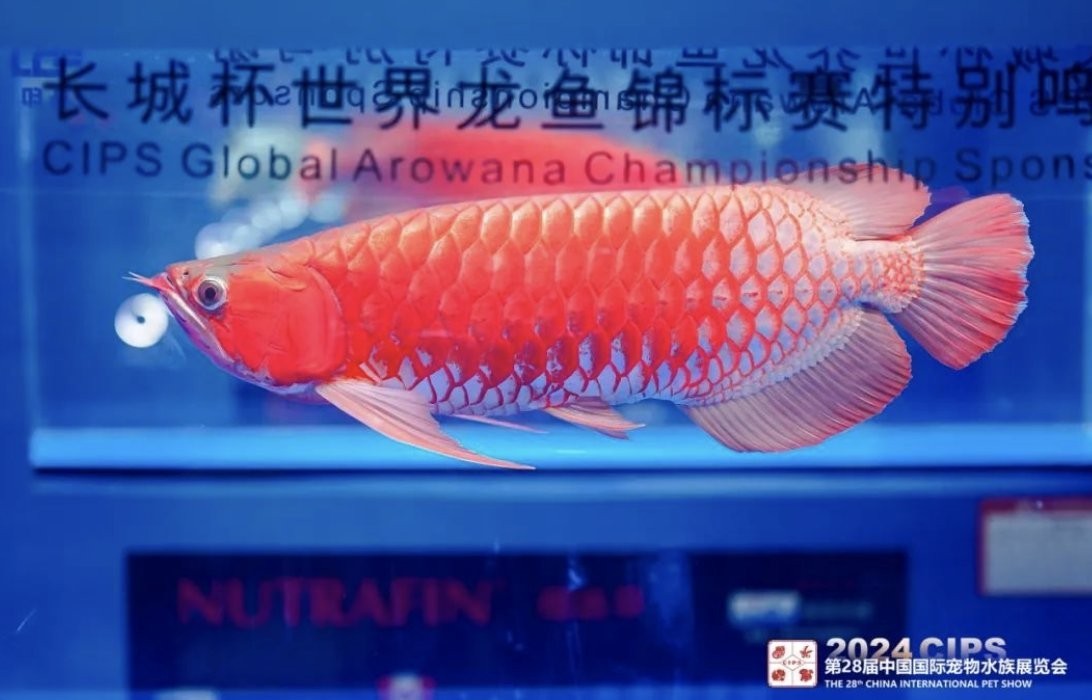 長城杯世界龍魚錦標(biāo)賽紅龍小魚組