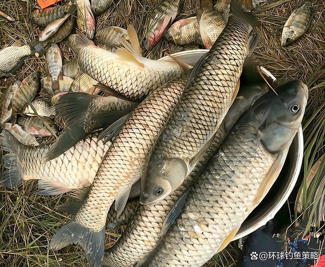 紅頭魚毒性有多強
