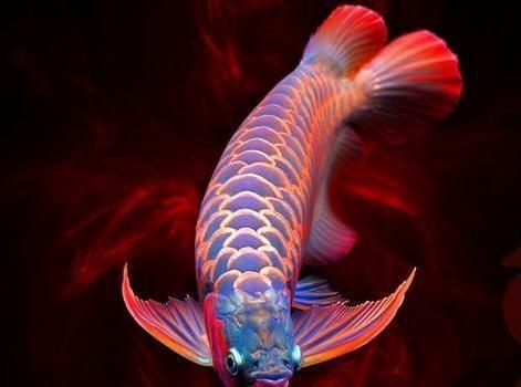 龍魚風水區分：龍魚風水學在住宅、辦公室、商業空間中的應用