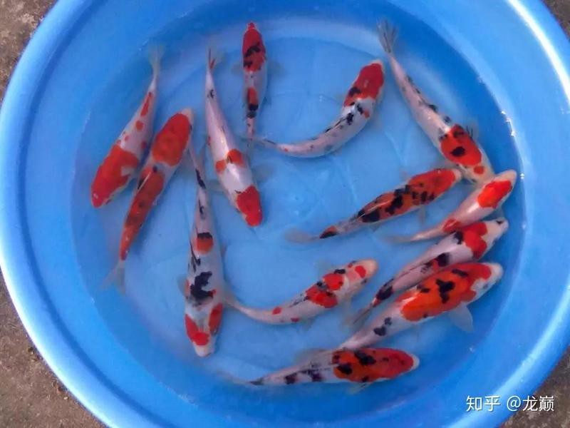 緋寫錦鯉淘汰率有多高