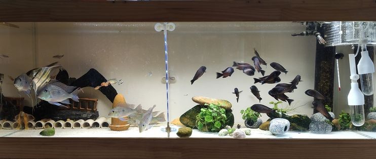 小米魚缸童鎖怎么解除:如何重置小米魚缸童鎖 魚缸百科 第2張 小米魚缸童鎖怎么解除:如何重置小米魚缸童鎖 小米魚缸童鎖怎么解除:如何重置小米魚缸童鎖 魚缸百科 第2張