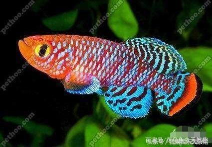 魚缸買哪種比較好：魚缸照明設(shè)備選購指南,陶瓷魚缸品牌性價比排行