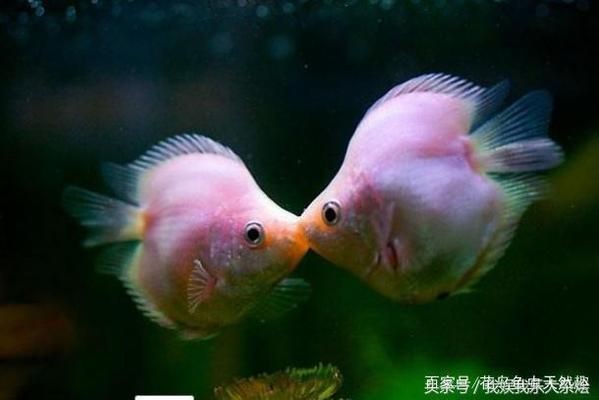 魚缸買哪種比較好：魚缸照明設(shè)備選購指南,陶瓷魚缸品牌性價比排行