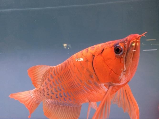 紅龍魚冠軍視頻大全圖片