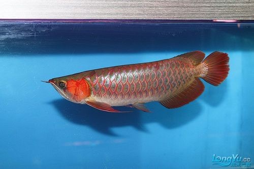 紅龍魚冠軍視頻大全圖片