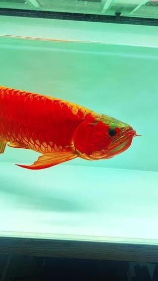 紅龍魚冠軍視頻大全圖片